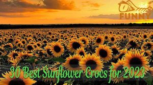 30 Best Sunflower Crocs for 2023